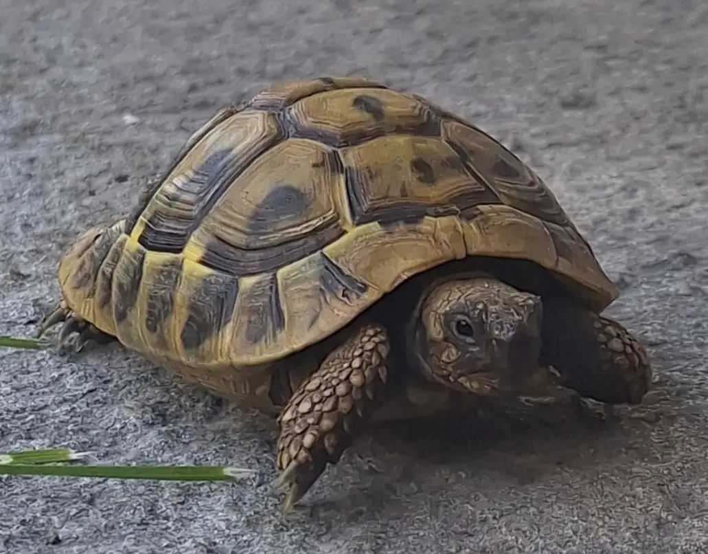 animal lost  Chemin des Rivières 69260 Charbonnières-les-Bains Tortue géniale